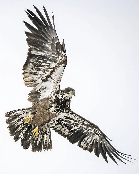 Juvenile Bald Eagle flying above