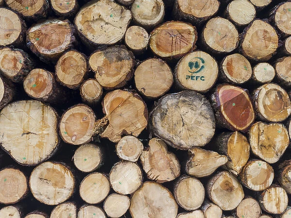 Logs harvested from sustainable forestry, in the Dolomites near the mountain range Rosengarten