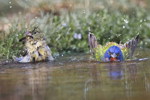 Male and female Painted buntings bathing in small pond in the desert. Rio Grande Valley, Texas
