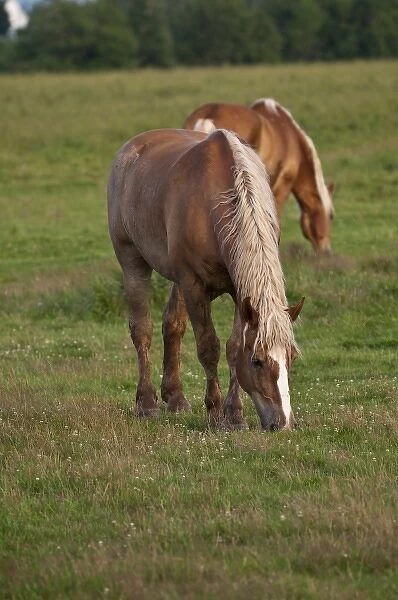 New Brunswick, Canada. Horse in field