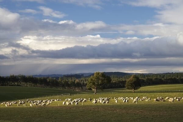 New Zealand, South Island, South Otago, Sheep, Farmland, and Rain Clouds, Waiwera South