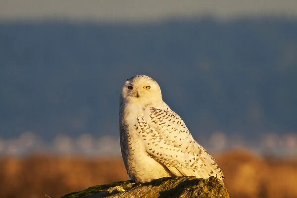North America; Canada; British Columbia; Snowy Owl Waiting for Prey