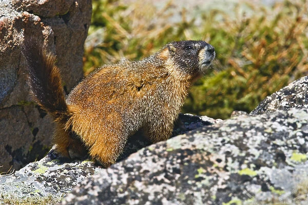 North America, USA, Colorado, Rocky Mountaina, Mount Evans, Yellow-bellied Marmot