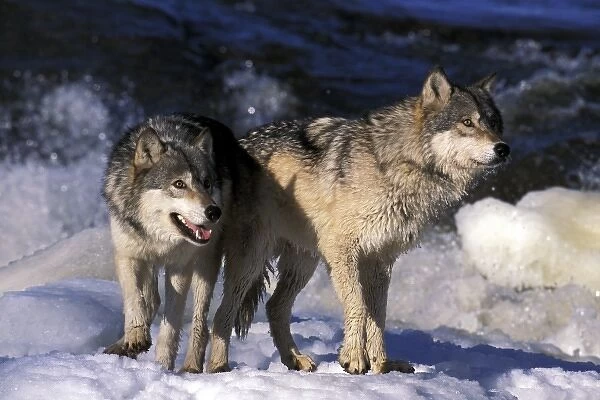 North America, USA, Minnesota. Wolves (Canis lupus)