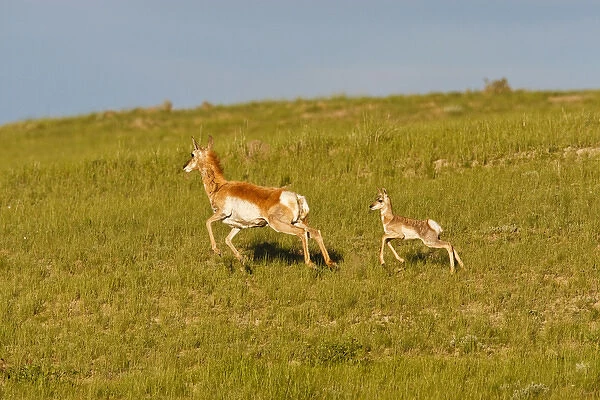 North America, USA, Wyoming, Pronghorn (Antilocapra americana), antelope, doe