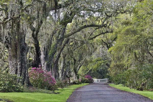 Oak lane Springtime azelea blooming Magnolia Plantation, Charelston South Carolina