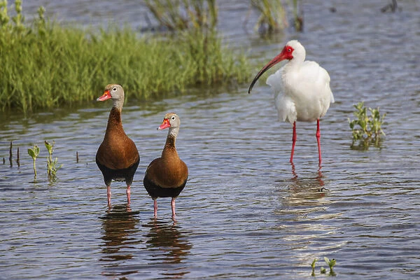 Pair of Black-bellied whistling ducks and White ibis, South Padre Island