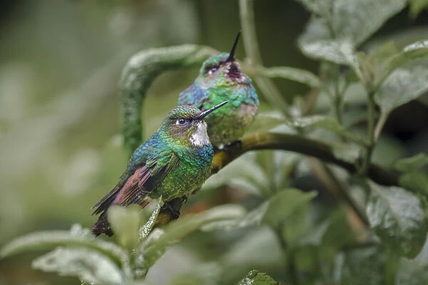 Pair of Green-crowned brilliant, Ecuador