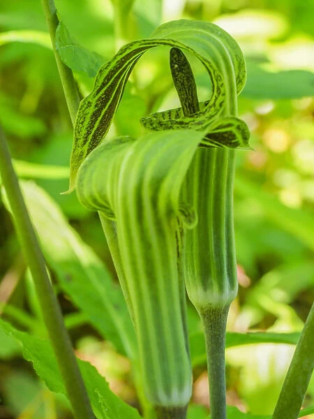 Pair of Jack in the Pulpit plants (Arisaema triphyllum) in a garden bed