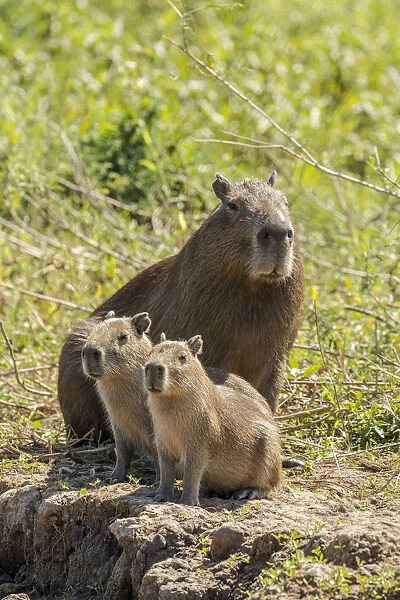 Pantanal, Mato Grosso, Brazil. Portrait of a mother capybara and her young on the Cuiaba riverbank