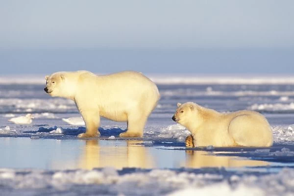 Polar bear sow with cub, pack ice, coastal plain, 1002 area, Arctic National Wildlife Refuge
