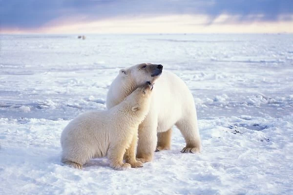 Polar bear sow with cub, pack ice of the frozen coastal plain, 1002 area, Arctic