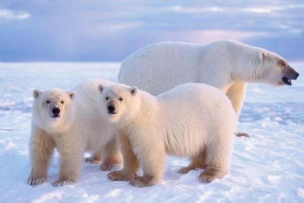 Polar bear sow with cubs on pack ice, coastal plain, 1002 area, Arctic National Wildlife Refuge