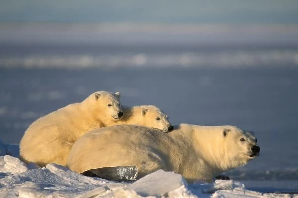 Polar bear sow lying down with spring cubs on pack ice of Arctic ocean, 1002 coastal