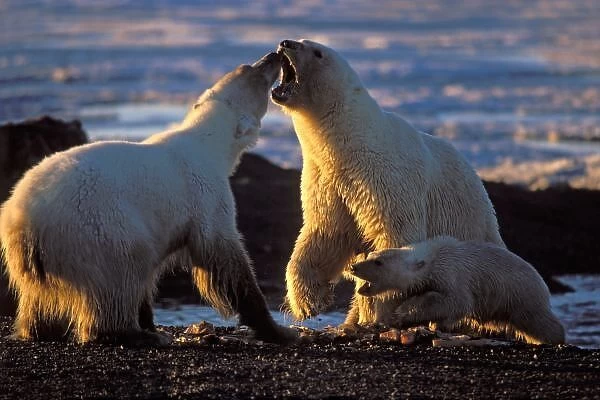 Polar bear sows with cub at side, 1002 coastal plain of the Arctic National Wildlife Refuge