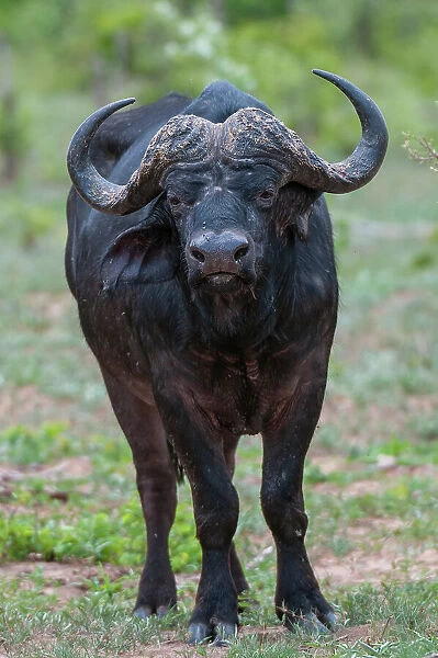 Portrait of an African buffalo, Syncerus caffer, looking at the camera. Chobe National Park, Botswana