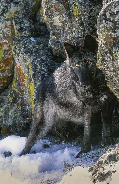 Portrait of Gray Wolf, Montana