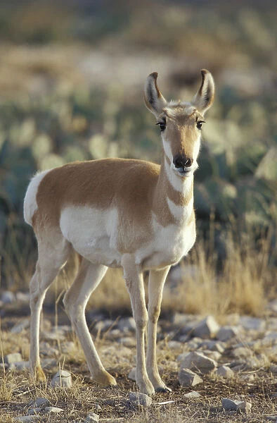 Pronghorn antelope in the southern desert, Antilocapra americana, Living Desert SP