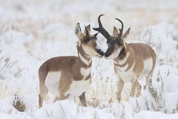 Pronghorn buck courting doe during autumn storm