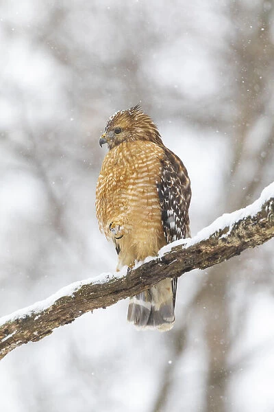 Red-shouldered hawk in snow, Marion County, Illinois