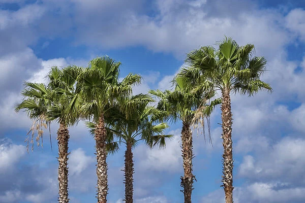Sabal Palm trees, Florida, USA