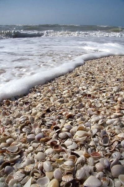 Seashells on the beach at Sanibel Island on the Gulf Coast of Florida