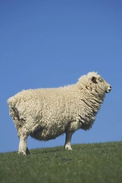 Sheep, Scroggs Hill, near Dunedin, South Island, New Zealand
