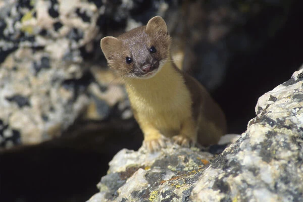 Short-tailed weasel