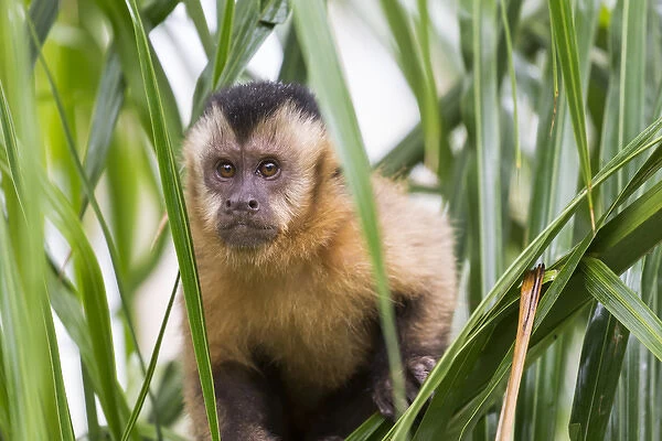 South America, Brazil, Mato Grosso do Sul, Bonito, brown capuchin monkey, Cebus apella