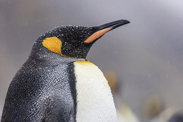South Georgia Island, Salisbury Plains. Close-up of king penguin in rain storm