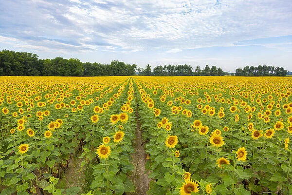 Sunflowers in field, Jasper County, Illinois