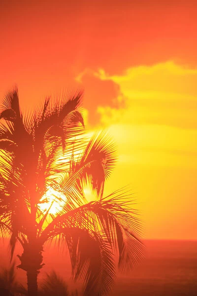 Sunset and palm trees, Wailea, Maui, Hawaii