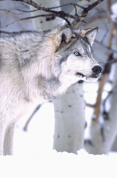 Timber Wolf, Canis lupus, Movie Animal (Utah)