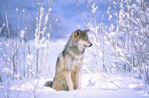 Timber Wolf sitting in the Snow, Canis lupus, Movie Animal (Utah)