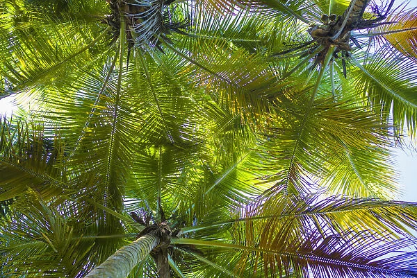 U. S. Virgin Islands, St. Thomas. St. Peter, palm trees