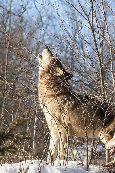 United States, Minnesota, Sandstone, Wolf Howling