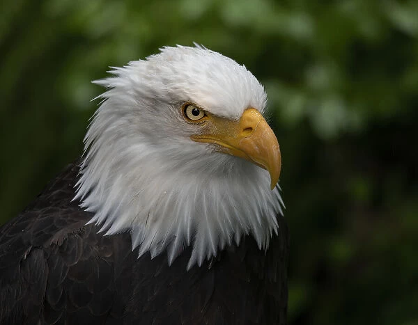 Usa, Alaska. Alaska Raptor Center, this bald eagle poses for the camera