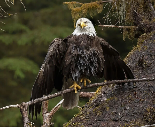 Usa, Alaska. A bald eagle at Anan Creek tries to dry its wings during a rainstorm