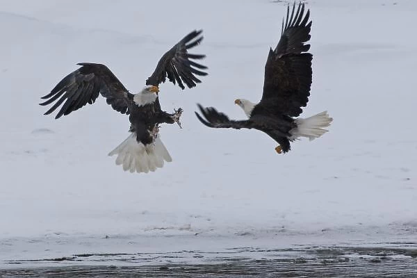 USA, Alaska, Chilkat River. Bald eagles fighting. Credit as: Cathy & Gordon Illg