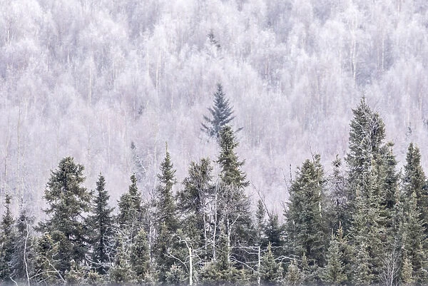USA, Alaska, Fairbanks. Frosty forest landscape. Credit as