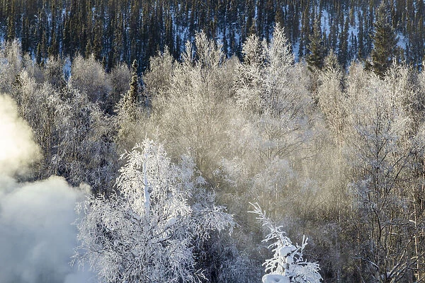 USA, Alaska. Fog and frosted trees in winter