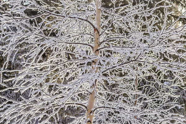 USA, Alaska. Frost-covered tree limbs