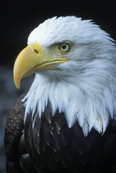 USA, Alaska, Inside Passage. Adult bald eagle portrait