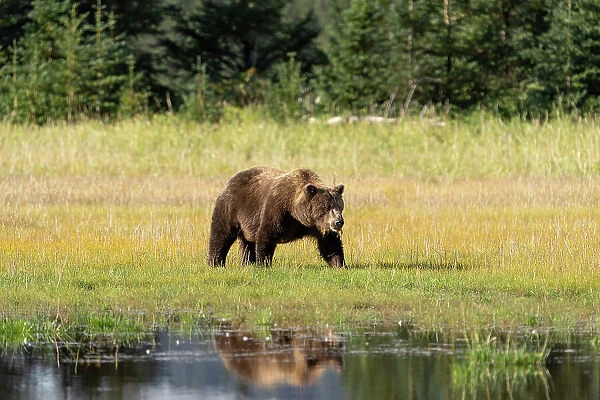 USA, Alaska, Lake Clark National Park. Grizzly bear sow crossing meadow