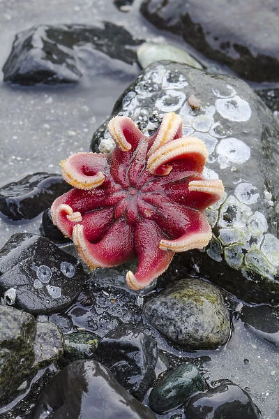 USA, Alaska. Rose sea star exposed on rocks at low tide