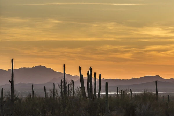 USA, Arizona, Tucson Mountain Park. Sonoran Desert at sunset