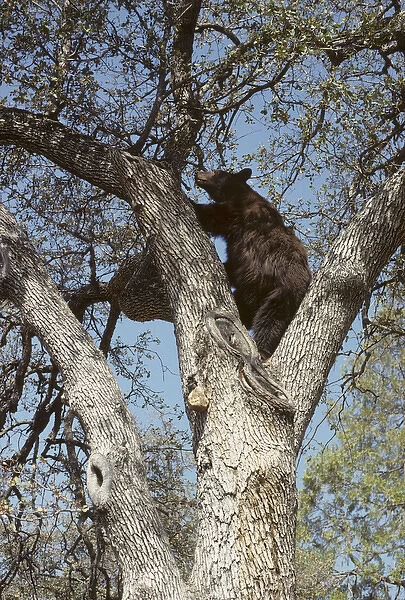 USA, California, Black Bear in Oak Tree, Sequoia and Kings Canyon National Park