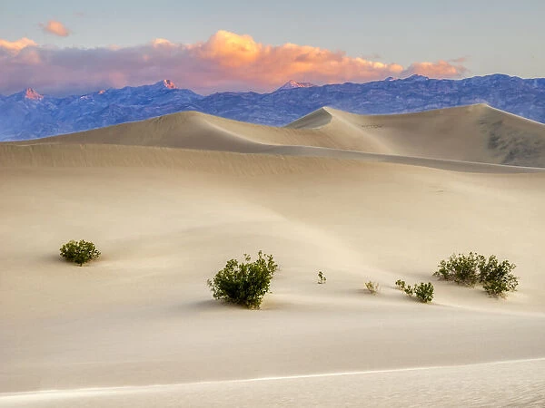 USA, California. Death Valley National Park, Mesquite Flat Sand Dunes