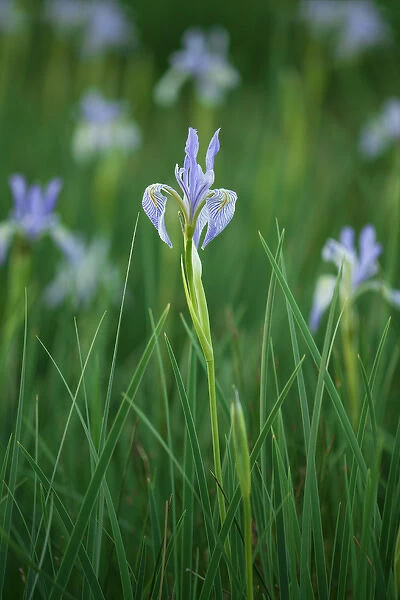 USA, California, Owens Valley. Wild iris flowers blooming in grass