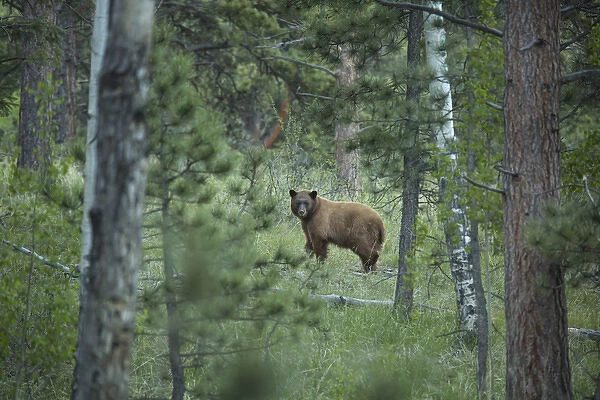 USA, Colorado. A cinnamon phase black bear in forest